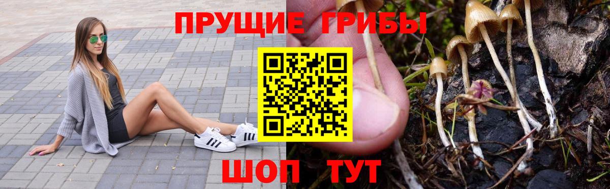 Семилуки  Псилоцибиновые грибы Cubensis  Вход с VPN  Псилоцибиновые грибы Psilocybe 